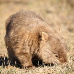 Vombatus ursinus (Bare-nosed Wombat) at Booth, ACT - 16 Aug 2018 by Jek