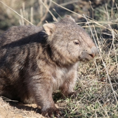 Vombatus ursinus (Common wombat, Bare-nosed Wombat) at Booth, ACT - 21 Aug 2018 by Jek