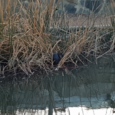 Hydromys chrysogaster (Rakali or Water Rat) at Lake Burley Griffin Central/East - 16 Aug 2018 by Suzyk