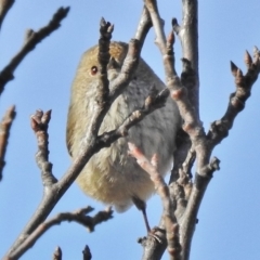 Acanthiza pusilla (Brown Thornbill) at Tennent, ACT - 21 Aug 2018 by JohnBundock