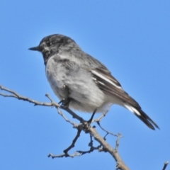 Melanodryas cucullata cucullata (Hooded Robin) at Tennent, ACT - 22 Aug 2018 by JohnBundock