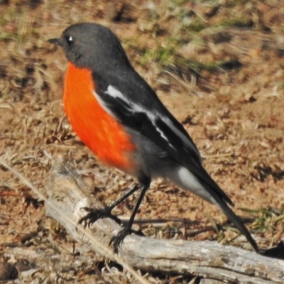 Petroica phoenicea (Flame Robin) at Tennent, ACT - 22 Aug 2018 by JohnBundock