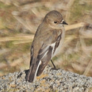 Petroica phoenicea at Tennent, ACT - 22 Aug 2018 08:47 AM