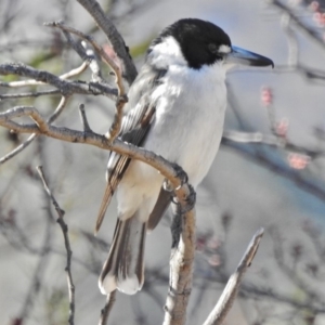 Cracticus torquatus at Tennent, ACT - 22 Aug 2018