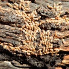 Nasutitermes (genus) at Cook, ACT - suppressed