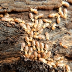 Nasutitermes (genus) at Cook, ACT - suppressed