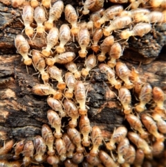 Nasutitermes (genus) at Cook, ACT - suppressed