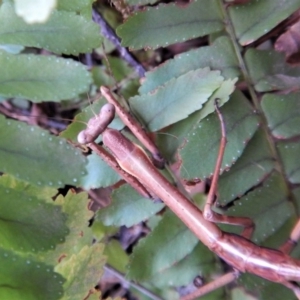 Archimantis sp. (genus) at Cook, ACT - 21 Aug 2018