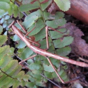 Archimantis sp. (genus) at Cook, ACT - 21 Aug 2018