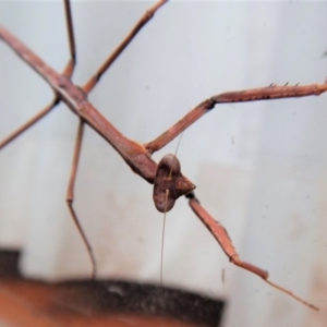 Archimantis sp. (genus) at Cook, ACT - 21 Aug 2018