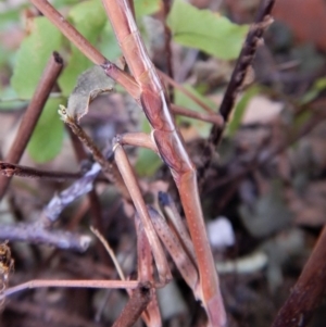 Archimantis sp. (genus) at Cook, ACT - 21 Aug 2018