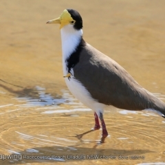Vanellus miles (Masked Lapwing) at Ulladulla, NSW - 16 Aug 2018 by CharlesDove