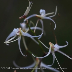 Dockrillia teretifolia (A Rat's Tail Orchid) at Garrads Reserve Narrawallee - 16 Aug 2018 by CharlesDove