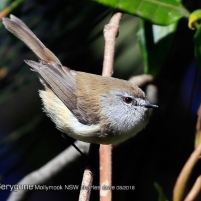 Gerygone mouki (Brown Gerygone) at Undefined - 18 Aug 2018 by CharlesDove