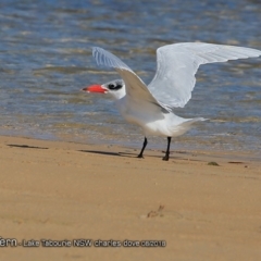 Hydroprogne caspia (Caspian Tern) at Undefined - 19 Aug 2018 by Charles Dove