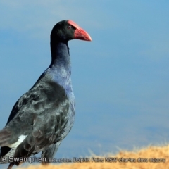 Porphyrio melanotus (Australasian Swamphen) at Burrill Lake, NSW - 14 Aug 2018 by CharlesDove