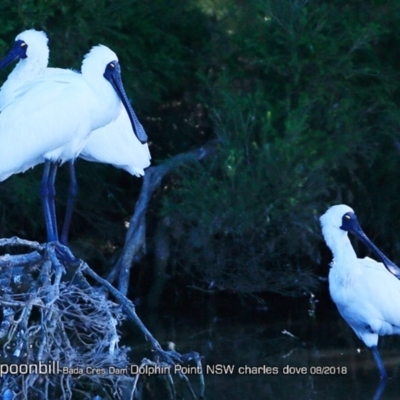 Platalea regia (Royal Spoonbill) at Burrill Lake, NSW - 18 Aug 2018 by CharlesDove