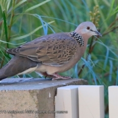 Spilopelia chinensis (Spotted Dove) at Undefined - 19 Aug 2018 by CharlesDove