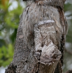 Podargus strigoides (Tawny Frogmouth) at Ulladulla, NSW - 19 Aug 2018 by CharlesDove