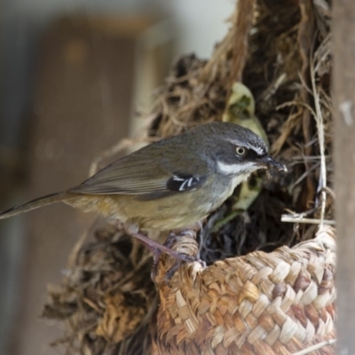 Sericornis frontalis (White-browed Scrubwren) at Michelago, NSW - 3 Oct 2012 by Illilanga