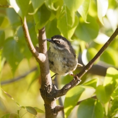 Sericornis frontalis (White-browed Scrubwren) at Michelago, NSW - 6 Jan 2013 by Illilanga