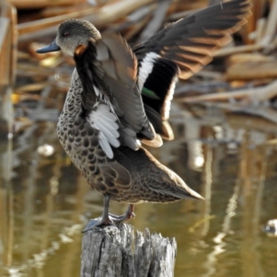 Anas gracilis (Grey Teal) at Fyshwick, ACT - 22 Aug 2018 by RodDeb