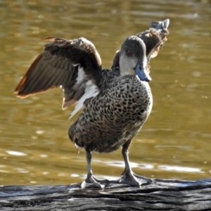 Anas gracilis at Fyshwick, ACT - 22 Aug 2018