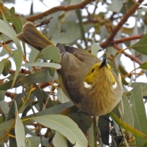 Ptilotula penicillata at Fyshwick, ACT - 22 Aug 2018