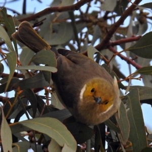 Ptilotula penicillata at Fyshwick, ACT - 22 Aug 2018