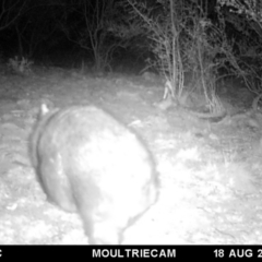 Vombatus ursinus (Common wombat, Bare-nosed Wombat) at Michelago, NSW - 18 Aug 2018 by Illilanga