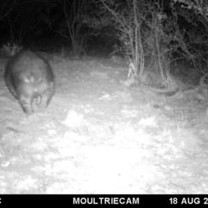 Vombatus ursinus at Michelago, NSW - 18 Aug 2018 02:59 PM