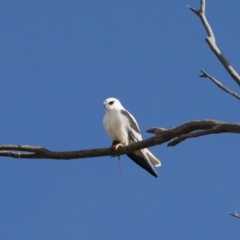 Elanus axillaris at Michelago, NSW - 28 May 2012