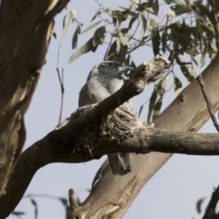 Coracina novaehollandiae (Black-faced Cuckooshrike) at Illilanga & Baroona - 16 Jan 2018 by Illilanga