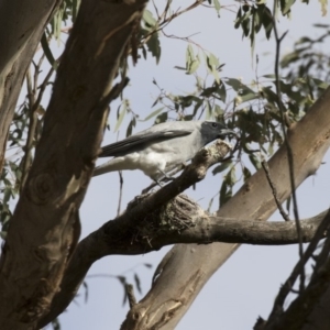 Coracina novaehollandiae at Michelago, NSW - 16 Jan 2018