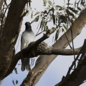 Coracina novaehollandiae at Michelago, NSW - 16 Jan 2018