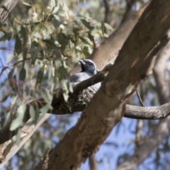 Coracina novaehollandiae at Michelago, NSW - 16 Jan 2018