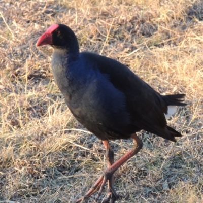 Porphyrio melanotus (Australasian Swamphen) at Bonython, ACT - 14 Aug 2018 by michaelb