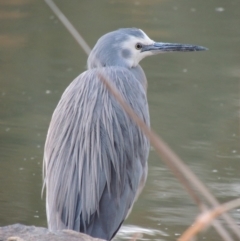 Egretta novaehollandiae (White-faced Heron) at Bonython, ACT - 14 Aug 2018 by michaelb