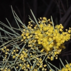 Acacia boormanii (Snowy River Wattle) at Bonython, ACT - 14 Aug 2018 by MichaelBedingfield