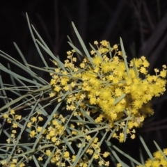 Acacia boormanii (Snowy River Wattle) at Stranger Pond - 14 Aug 2018 by michaelb