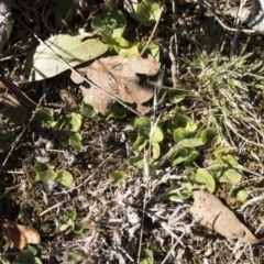 Dichondra sp. Inglewood (J.M.Dalby 86/93) Qld Herbarium (Kidney Weed) at Michelago, NSW - 16 Aug 2018 by Illilanga