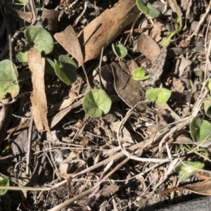 Dichondra sp. Inglewood (J.M.Dalby 86/93) Qld Herbarium at Michelago, NSW - 16 Aug 2018