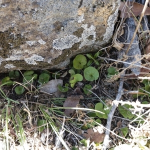 Dichondra sp. Inglewood (J.M.Dalby 86/93) Qld Herbarium at Michelago, NSW - 16 Aug 2018