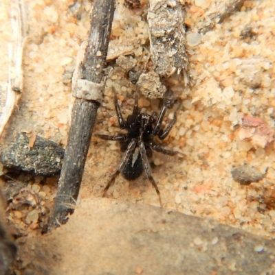 Unidentified Wolf spider (Lycosidae) at Aranda, ACT - 22 Aug 2018 by CathB