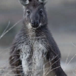 Osphranter robustus robustus at Michelago, NSW - 22 Aug 2018 05:12 PM