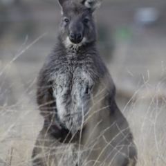 Osphranter robustus robustus at Michelago, NSW - 22 Aug 2018 05:12 PM