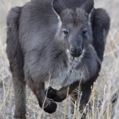 Osphranter robustus at Michelago, NSW - 22 Aug 2018