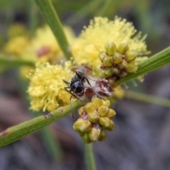 Notoncus sp. (genus) (A Notoncus ant) at Aranda Bushland - 21 Aug 2018 by CathB
