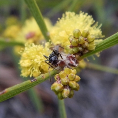 Notoncus sp. (genus) (A Notoncus ant) at Aranda Bushland - 21 Aug 2018 by CathB
