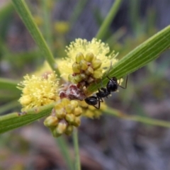 Notoncus sp. (genus) at Point 69 - 21 Aug 2018 04:48 PM